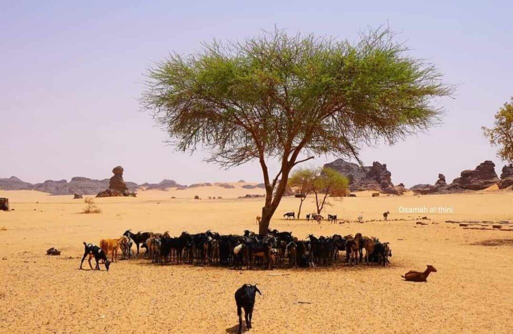 منظر لقطيع من الأغنام في أكاكوس (تصوير: أسامة التيني)